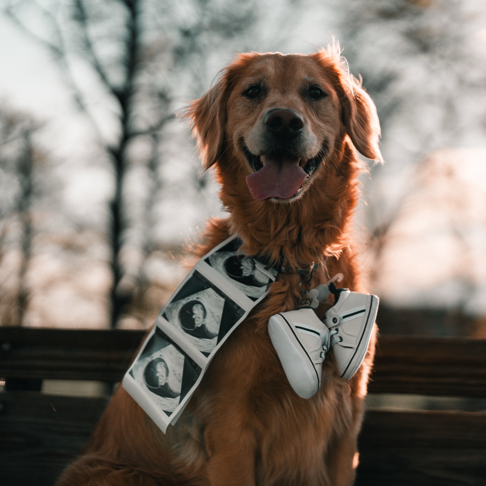 Golden retriever carrying sonogram photos and baby shoes at golden hour